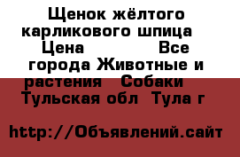 Щенок жёлтого карликового шпица  › Цена ­ 50 000 - Все города Животные и растения » Собаки   . Тульская обл.,Тула г.